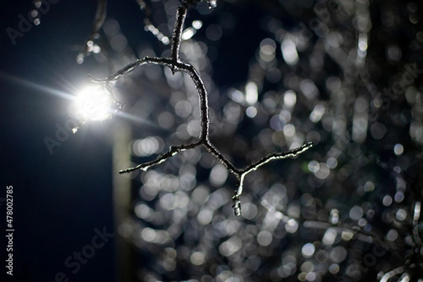 Fototapeta Branch covered with ice on the background of a lantern
