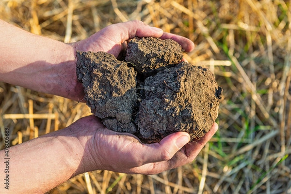 Obraz Soil in hands