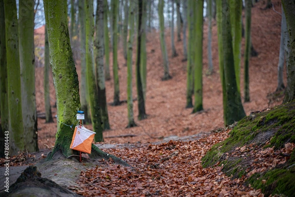 Obraz Orienteering - autumn