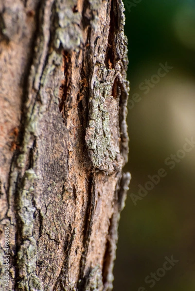 Fototapeta tree bark texture,  nature texture, background, texture background	
