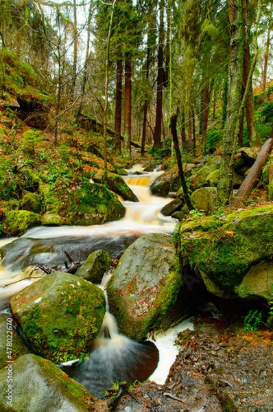 Fototapeta stream in the forest