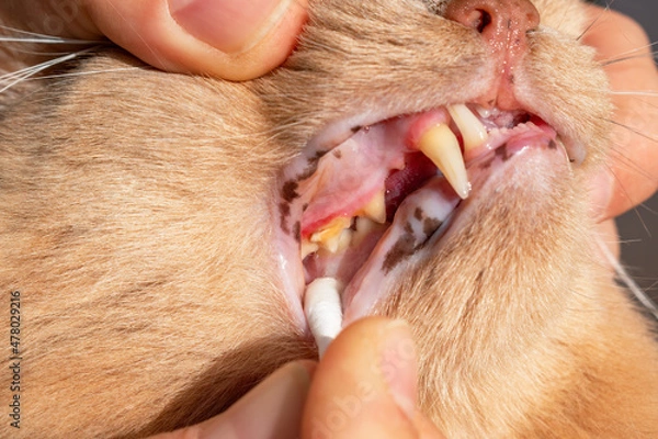 Fototapeta Cat with red, swollen an inflamed gums. Resorption of teeth in felines and gingivitis concept. Painful mouth and dental erosion. Chewing difficulties in cats.