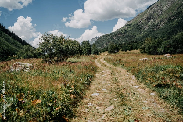 Obraz alpine meadow in the mountains