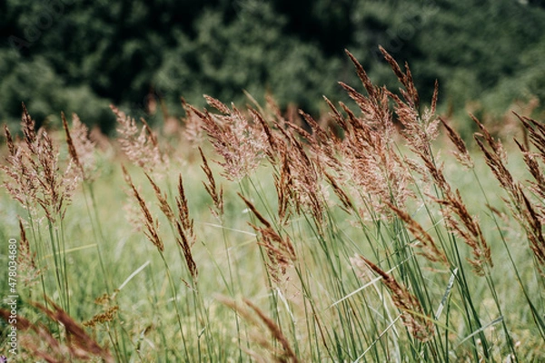 Obraz grass in the wind