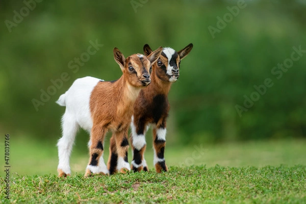 Fototapeta Two little goat babies in summer. Farm animals.