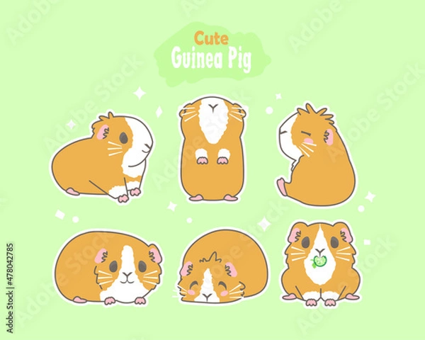 Fototapeta Cute guinea pigs with a ginger color. Set vector illustrations.