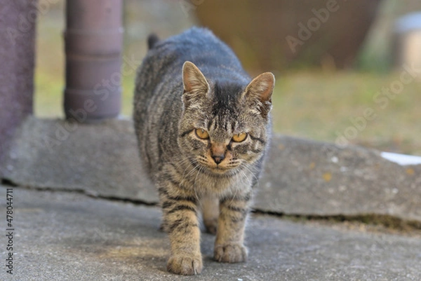 Obraz 天草の野良猫