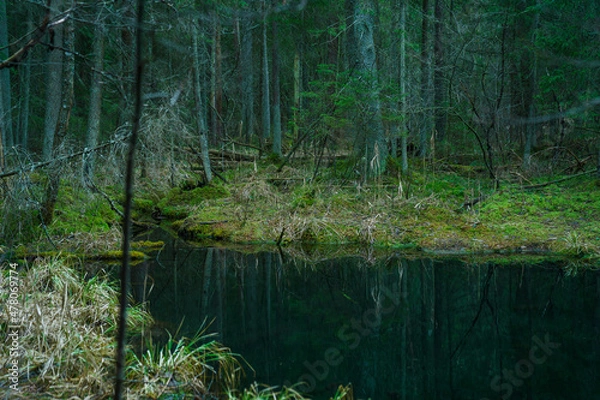 Obraz Mysterious forest river. Landscape. Dark forest.