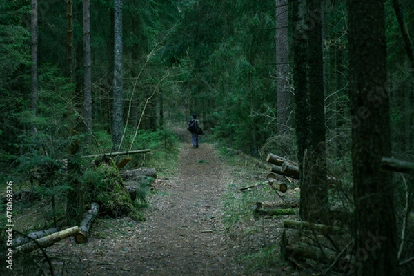 Obraz Forest landscape. Mysterious path in the forest.