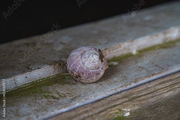 Obraz Snail on the window. Sink. 