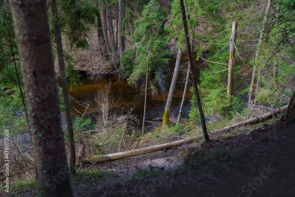 Obraz Mysterious forest river. Landscape. Dark forest.