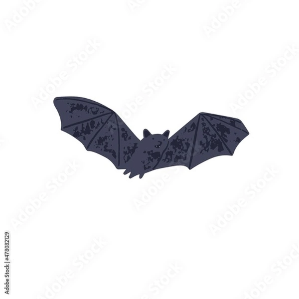 Fototapeta Black bat fly. Spooky and cute vampire animal flying with wings spread. Creepy scary Halloween character in flight. Flat vector illustration of night monster isolated on white background