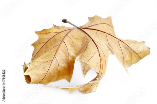 Fototapeta Autumn maple leaf isolated, selective focus