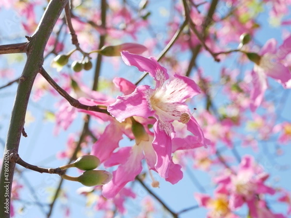 Obraz 沖縄に咲くピンクの花トックリキワタ