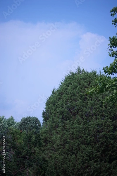 Obraz 나무와 하늘