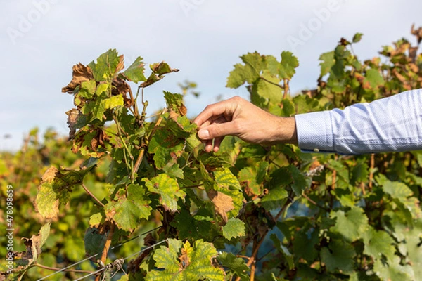 Fototapeta Weinrebe mit Hand