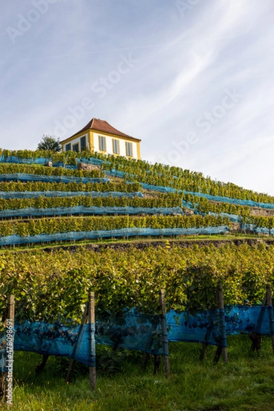 Obraz Weinreben mit Haus