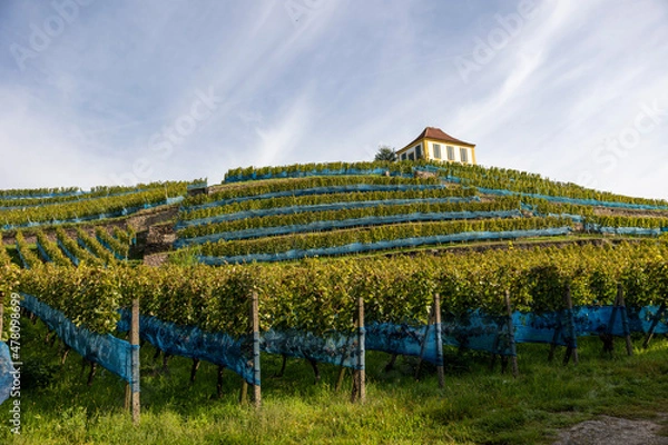 Obraz Weinreben mit Haus
