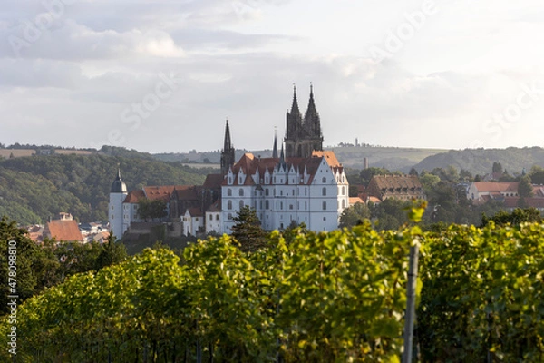 Obraz Weinreben mit Albrechtsburg Meißen im Hintergrund