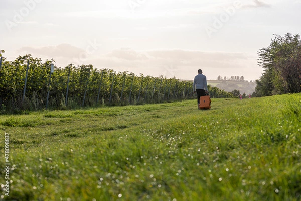 Obraz Weinreben Arbeit