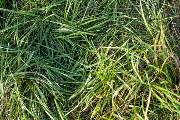 Obraz Gras Nahaufnahme