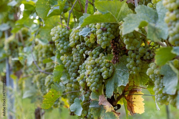 Fototapeta Weinrebe