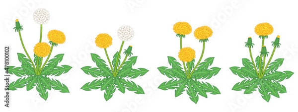 Fototapeta タンポポのリアルなイラスト