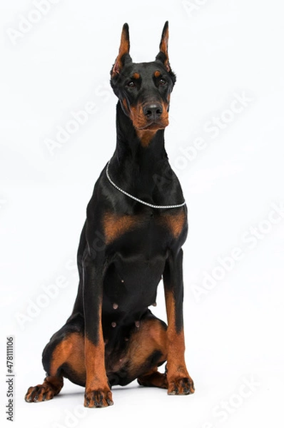 Obraz doberman dog on a white background