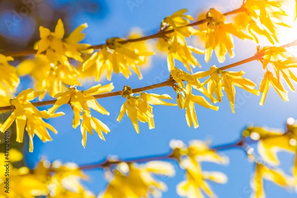 Obraz Goldgloeckchen