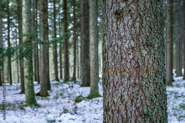 Fototapeta Close up of a tree trunk in a winter forest with copy space
