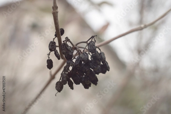 Fototapeta red berries on a branch in winter