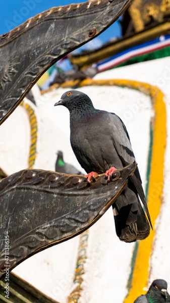 Obraz Buddhist stupa in kathmandu Nepal and pigeon / dove  in the foreground