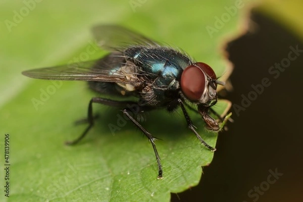 Fototapeta Colored Housefly on a leaf