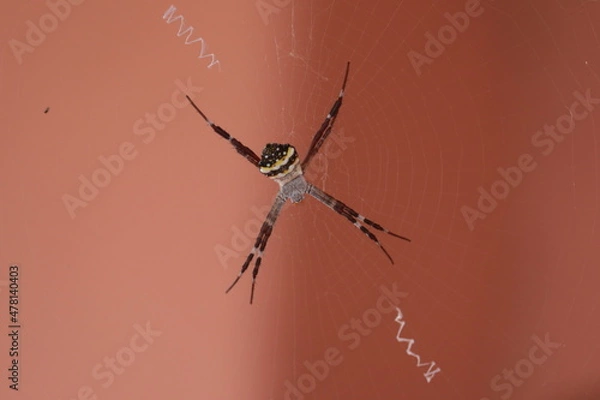 Obraz spider on the web