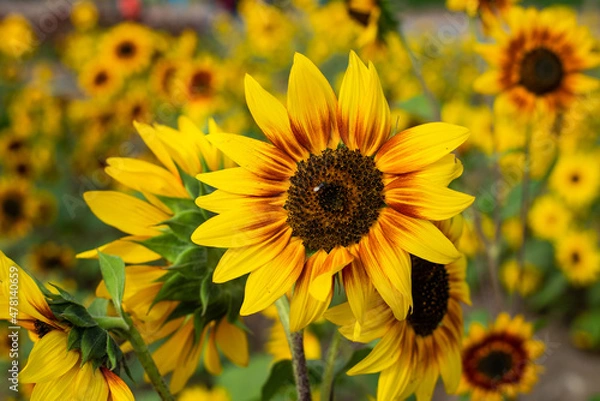 Obraz Closeup of Sun flowers in  field. Beautiful field crops ,Economic crops.
