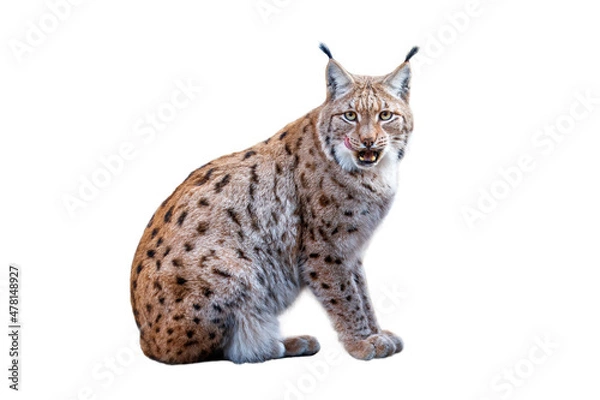 Fototapeta Lynx isolated on white background. Eurasian lynx, Lynx lynx, sits on rock on forest meadow. Beautiful bobcat in winter season. Cute wild big cat licks on its nose. Wildlife nature habitat.