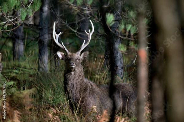 Obraz Male Sika Deer