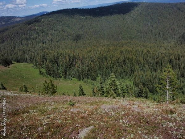 Fototapeta OLYMPUS DIGITAL CAMERA