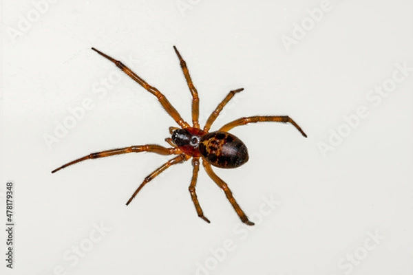 Obraz Common House Spider on a white background