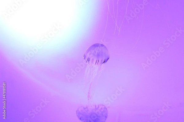 Obraz クラゲの遊泳