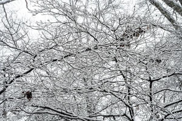 Fototapeta 1/3/2022 - Richmond, Virginia, USA:  Snow and Ice on the trees after the first snow of the new year