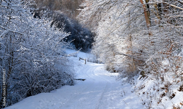 Obraz snow covered trees and road