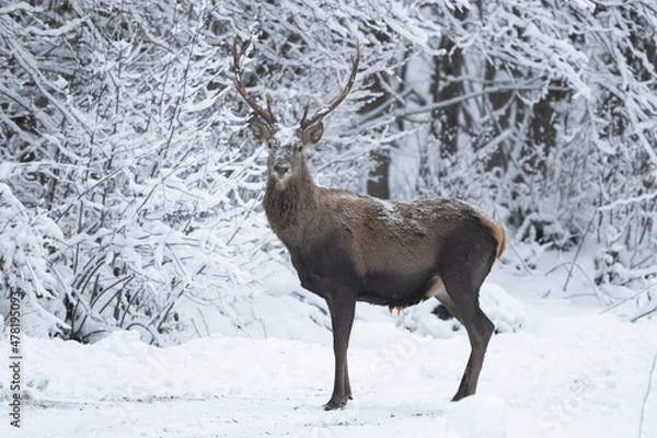 Fototapeta Red Deer stag, Cervus elaphus.