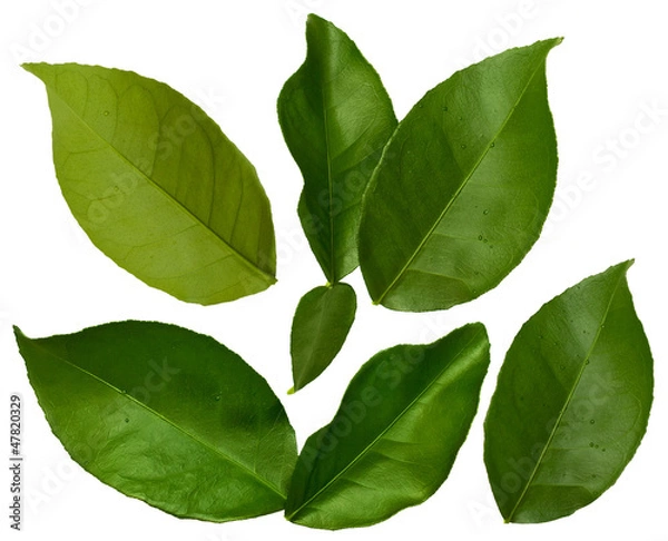 Obraz leaves of orange isolated