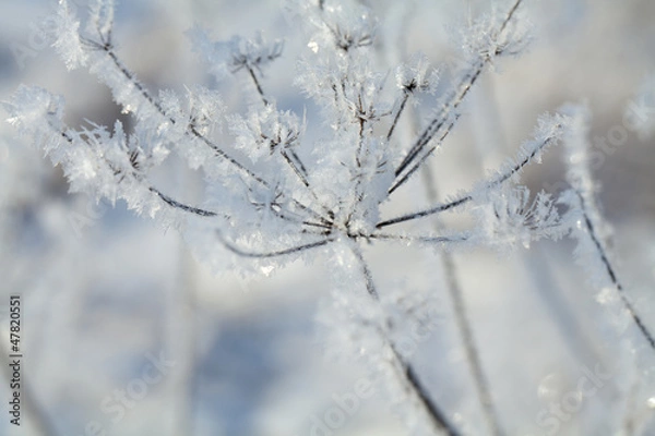 Fototapeta frozen plants