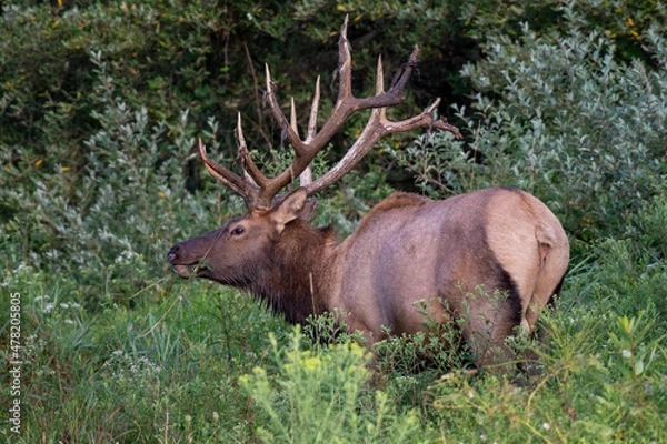 Obraz elk in forest