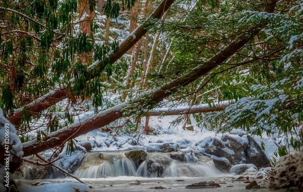 Obraz snow covered laurel

