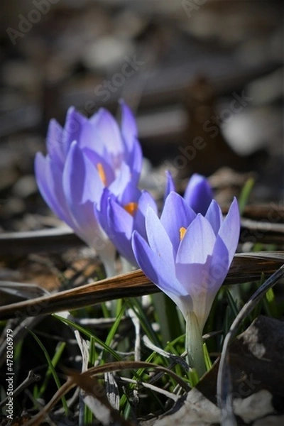 Obraz spring crocus flowers