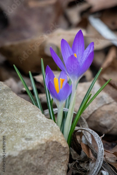 Obraz spring crocus flowers