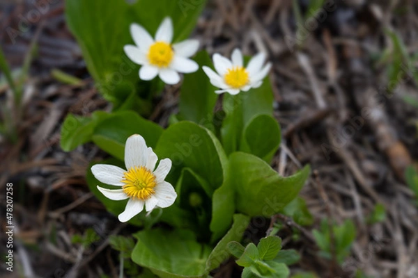 Obraz White marsh marigold flowers blooming in the Salmon-Challis National Forest
